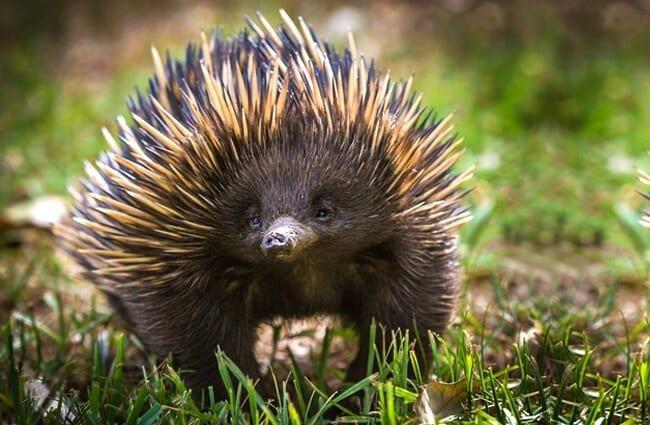 Echidna-1-650x425