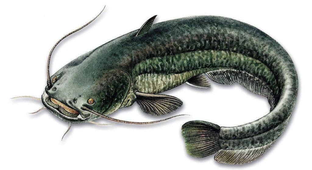 56 sumec velky-page-001-e1605545125271-1024x558