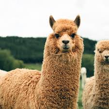 796b6736-d315-407d-acf5-6e2b71c92da0