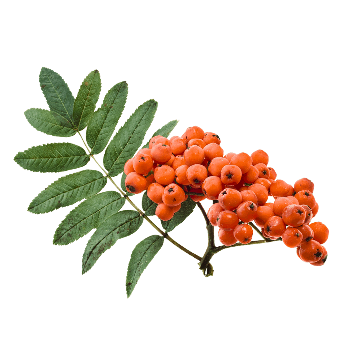 3758 35d1842bc06e1fcb4d12a9844dbe732d large