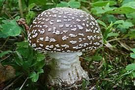 7bd29740-a631-4a0e-bdc3-d526de98851a