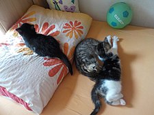 225px-Ml%C3%A1%C4%8Fata ko%C4%8Dky dom%C3%A1c%C3%AD