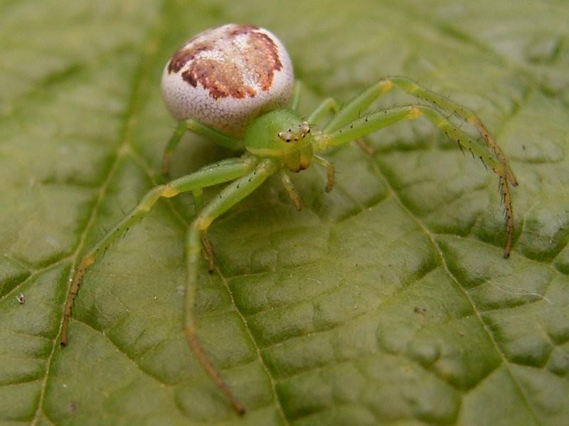 beznik-zeleny mow82hi
