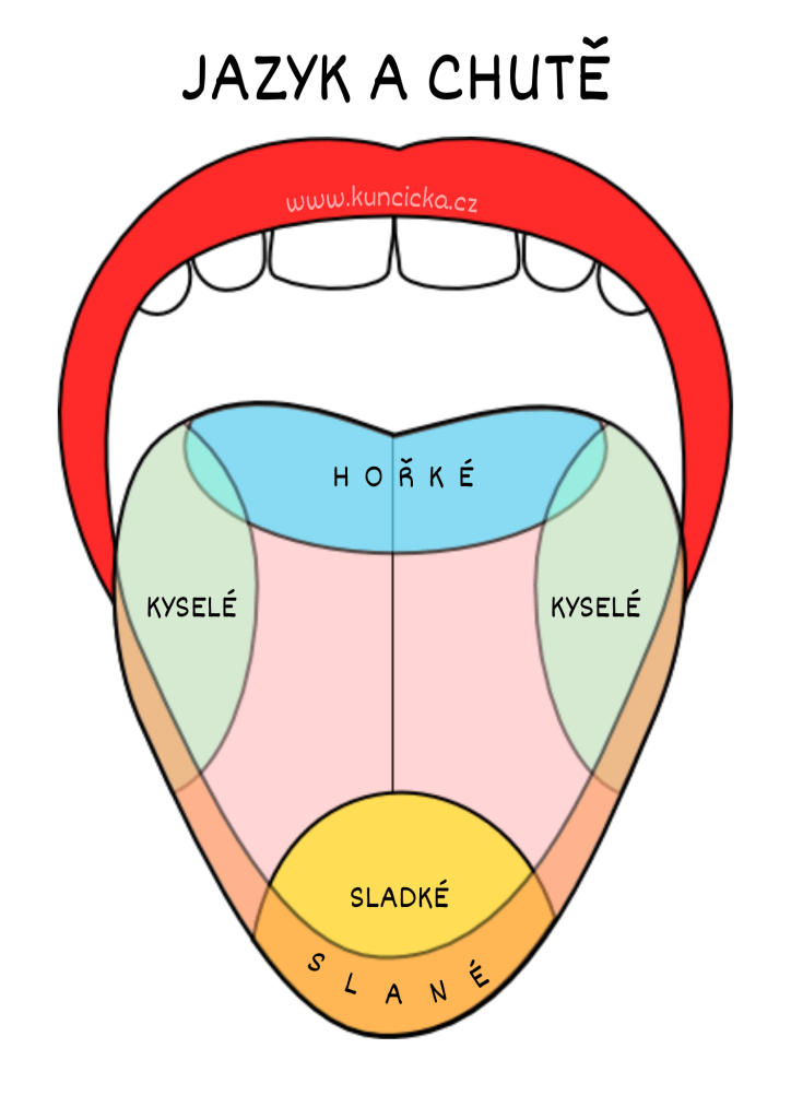 jazyk-barevny-popis