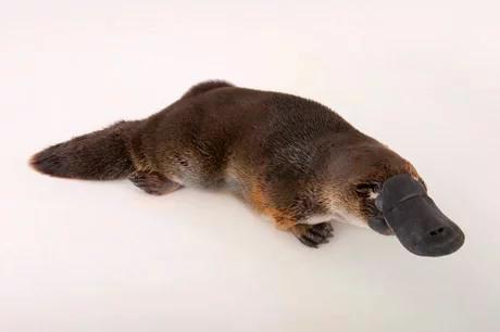 ptakopysk ipu71fr-500-500