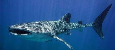 carish-livyatan-1-e1512925281901