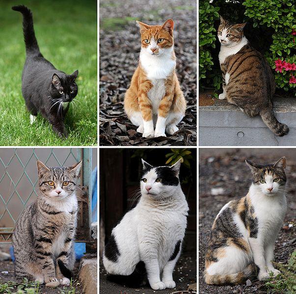 603px-Collage of Six Cats-01