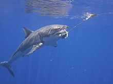 Great White Shark (14917027662)
