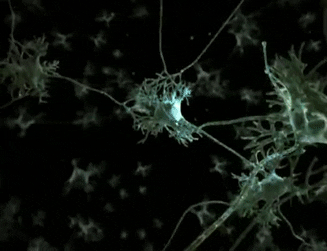 BouncyUnkemptApatosaur-size restricted