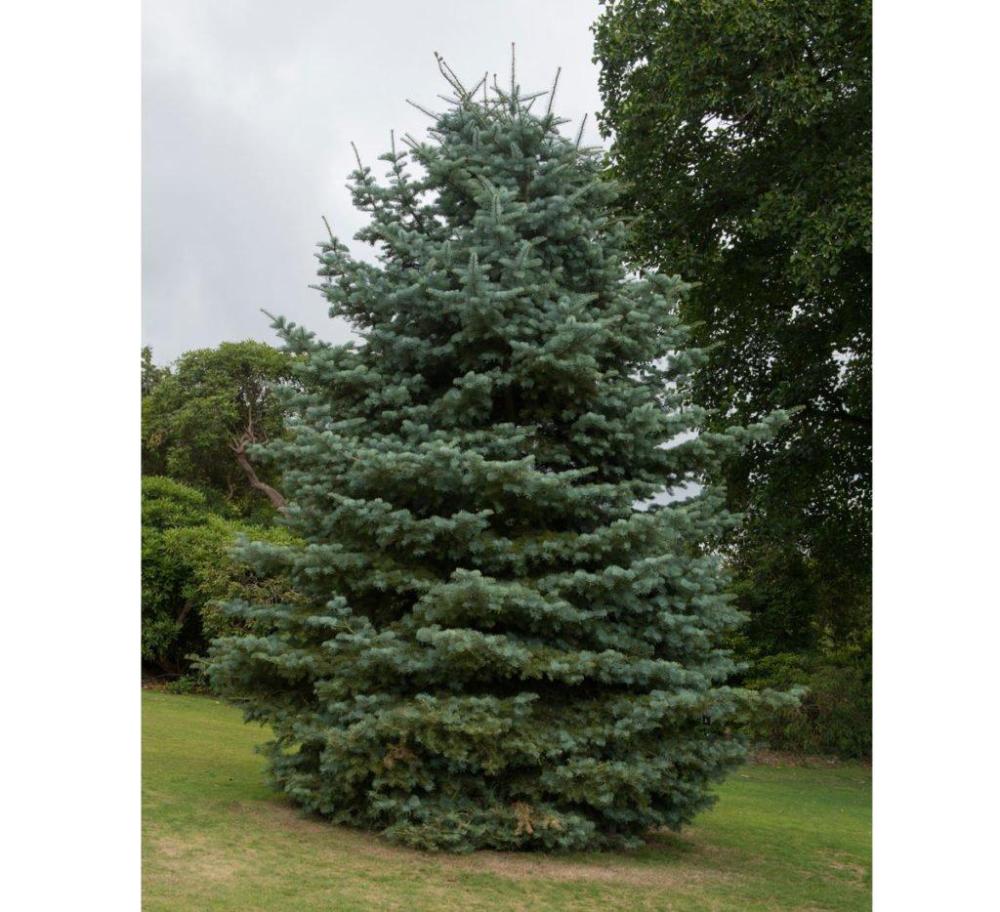 shutterstock 1160022814-1024x934