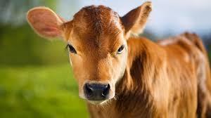 425a0339-adb3-4c0a-a150-ee7d91e8925c