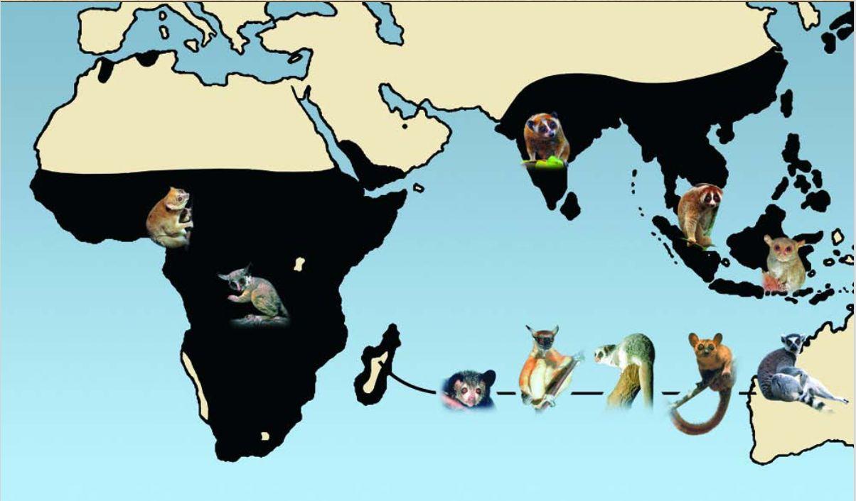 rozšíření poloopic