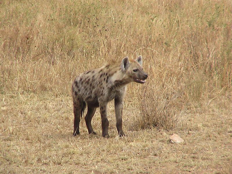 hyenatanzania
