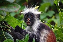 260px-Zanzibar Red Colobus Monkey