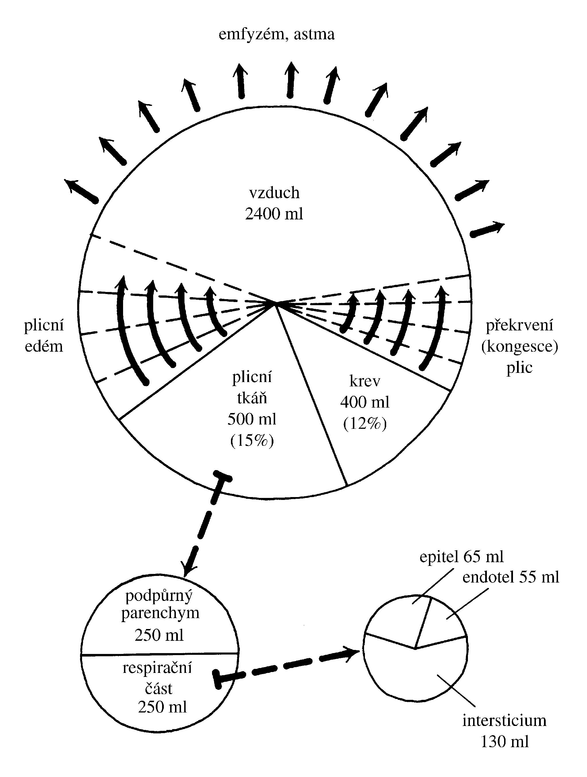 2021 Patologicka fyzio 1 Page 353 Image 0001