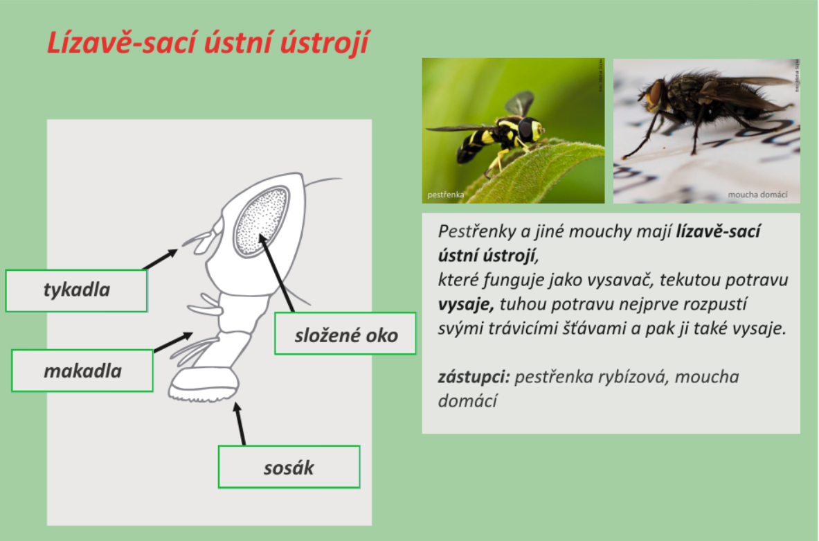 152617365 275226930631070 4426423219887019065 n