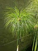 135px-Cyperus Papyrus %28Papiro%29