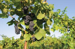 372836 MK voda palava0094