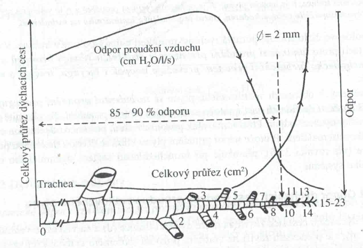 Velikost dynamického odporu v různých částech plic