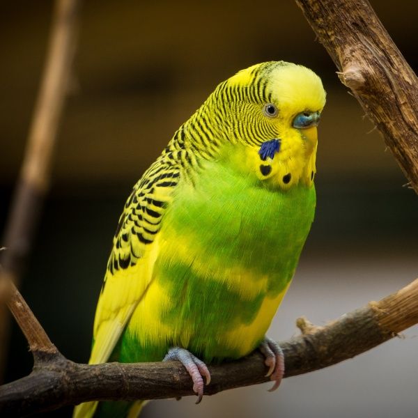 0031601 andulka 600x600 600