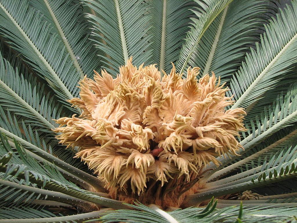 1024px-Cycas revoluta Thunb. - %C5%A1i%C5%A1ka