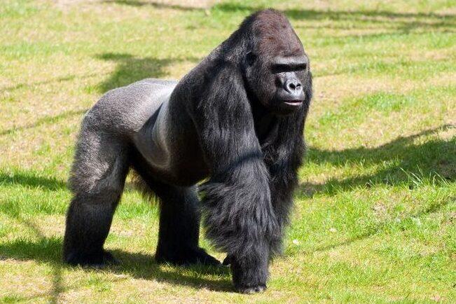 Hrdy cerny bojovnik jmenem gorila 2-e1617637293493