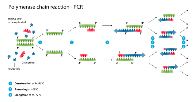 Polymerase chain reaction.svg