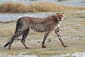 280px-Acinonyx jubatus walking edit