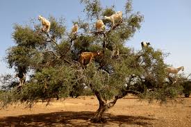 5084f6ab-14ce-4312-9307-f92bb6cb437c