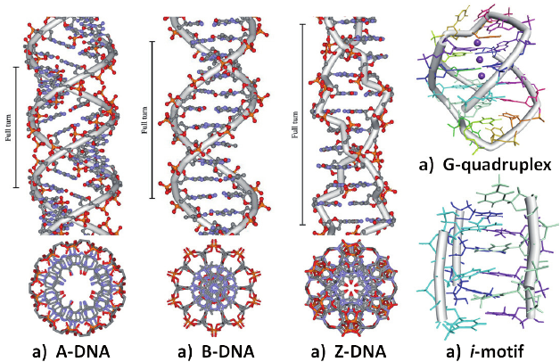 Different-conformations-adopted-by-DNA