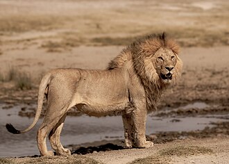 Lion, Serengeti National Park (48788336273)