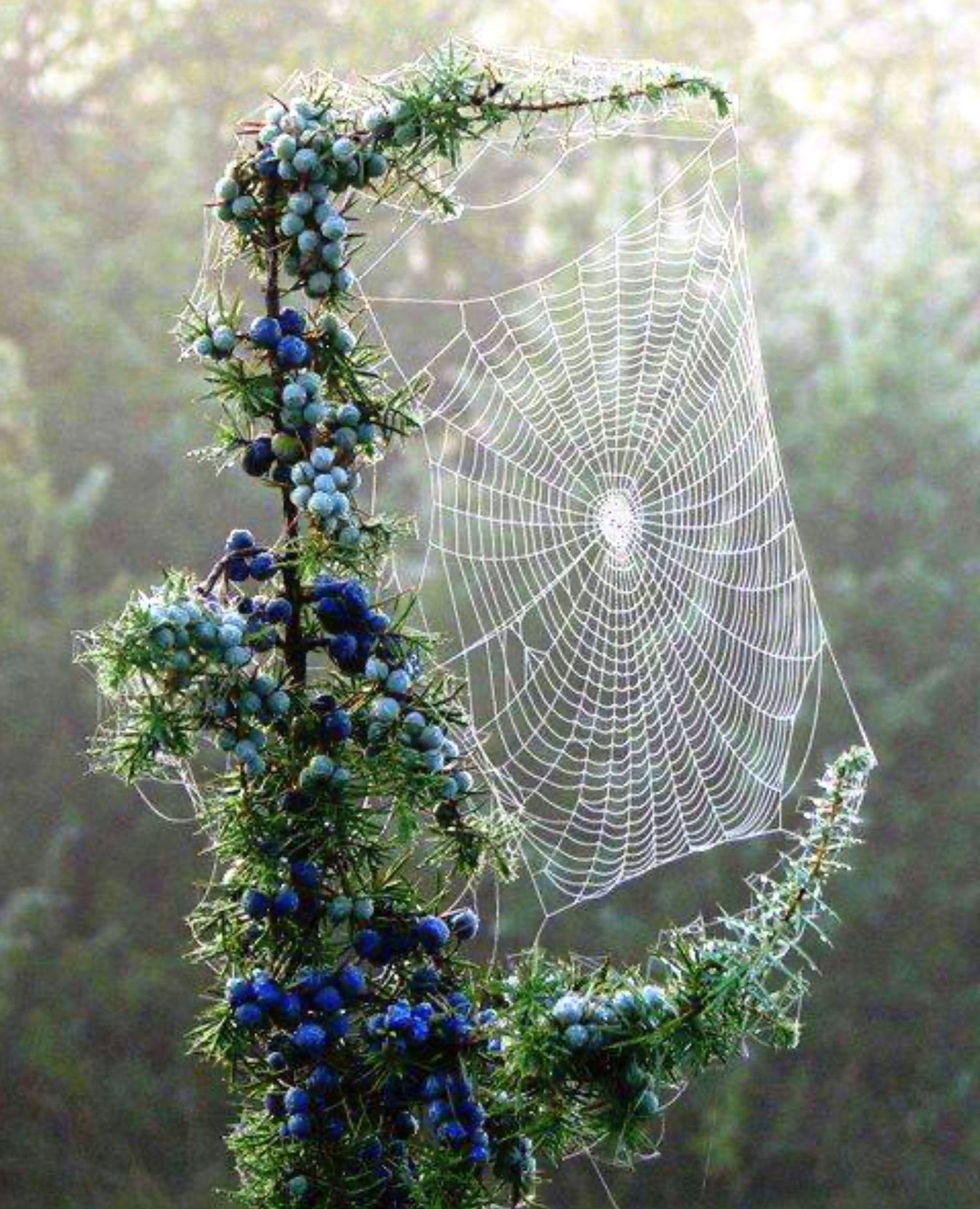 spiderweb