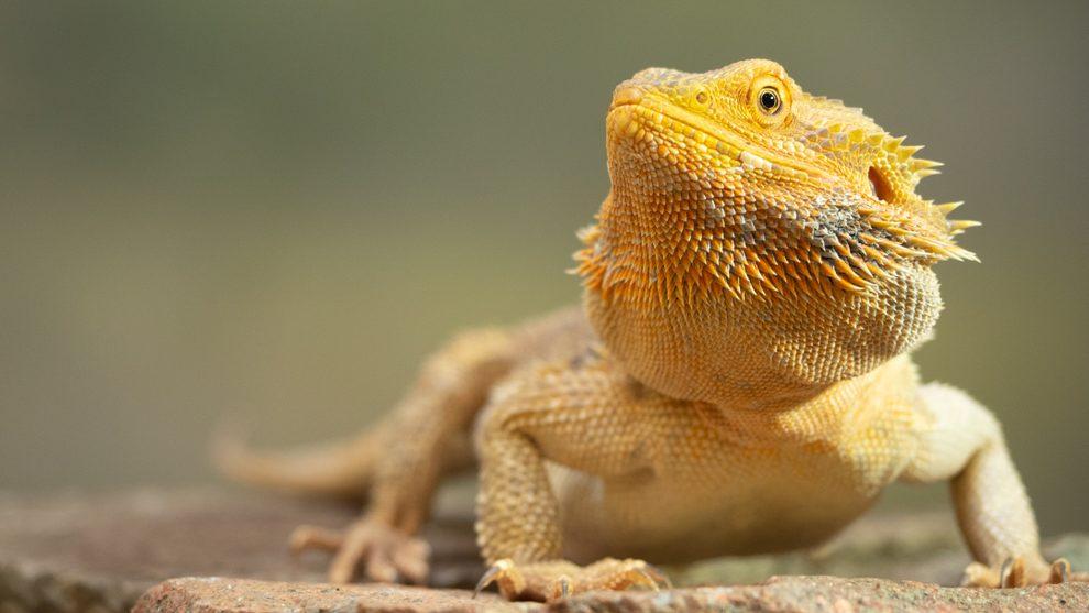 190412170610-shutterstock 1342439963-e1567942661637