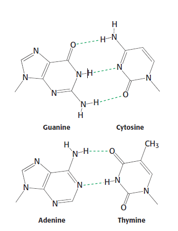Watson-Crick Base Pairs