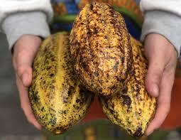 554da731-446f-4d49-b22c-4b9e48866f33