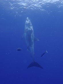 Great White Shark (14894378576)