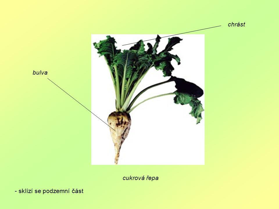 chr%C3%A1st+bulva+cukrov%C3%A1+%C5%99epa+-+skl%C3%ADz%C3%AD+se+podzemn%C3%AD+%C4%8D%C3%A1st