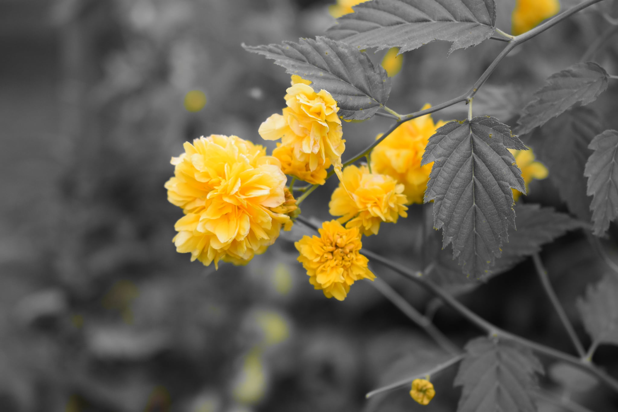 240679960 4637259956285167 107915803337077686 n