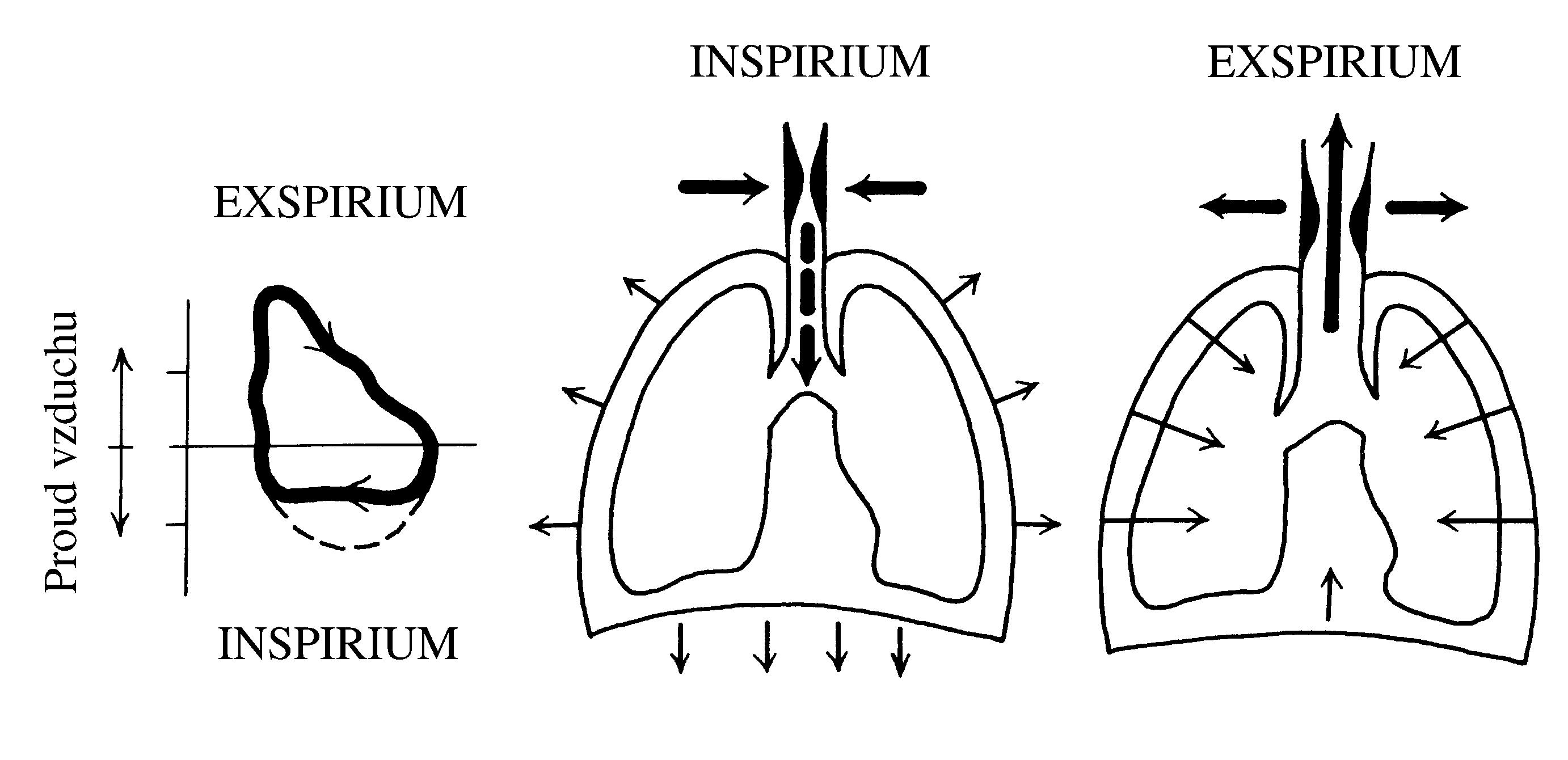2021 Patologicka fyzio 1 Page 332 Image 0002
