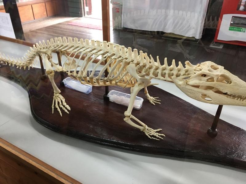 aligator skeleton