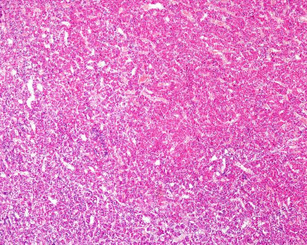 istockphoto-1357871725-612x612