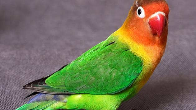 agapornis 874861-jpg irecept-630-16x9