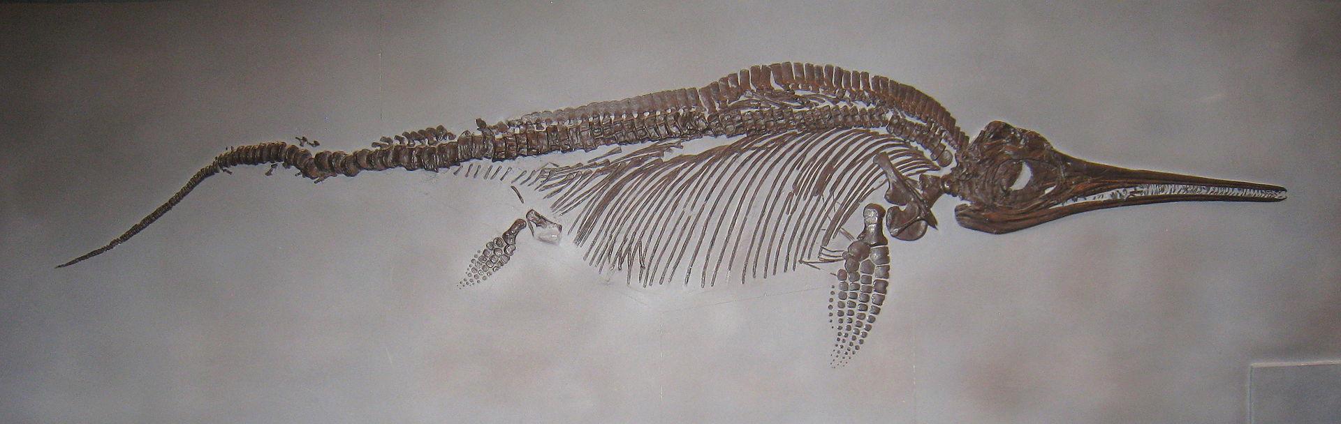 1920px-Stenopterygius quadriscissus UMNH