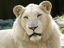 220px-White Lion