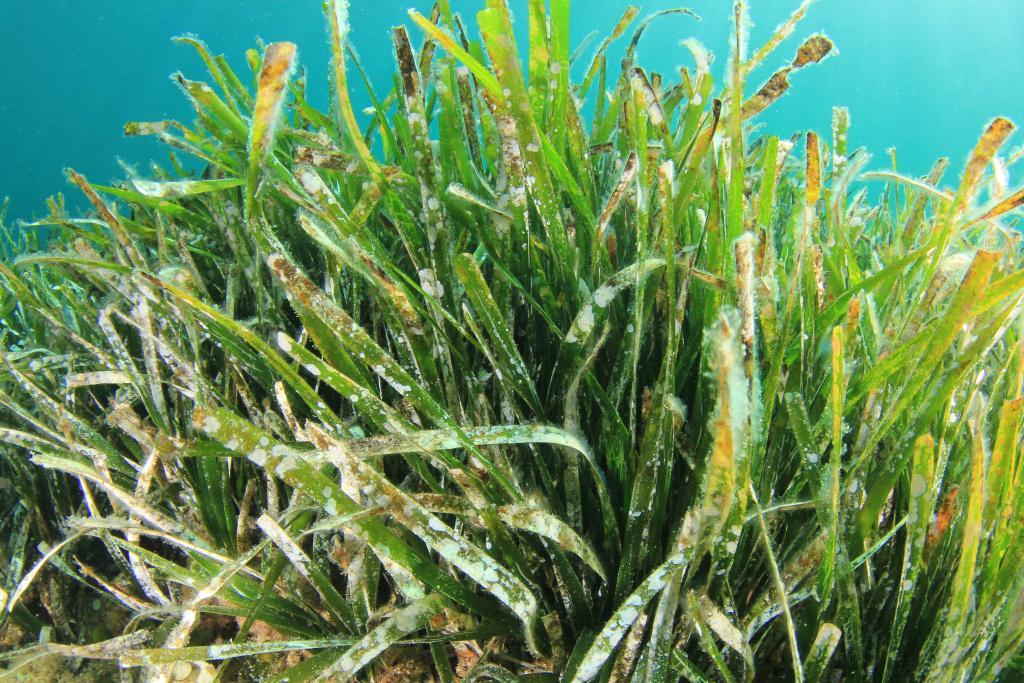 rasy-zazracna-surovina-budoucnosti