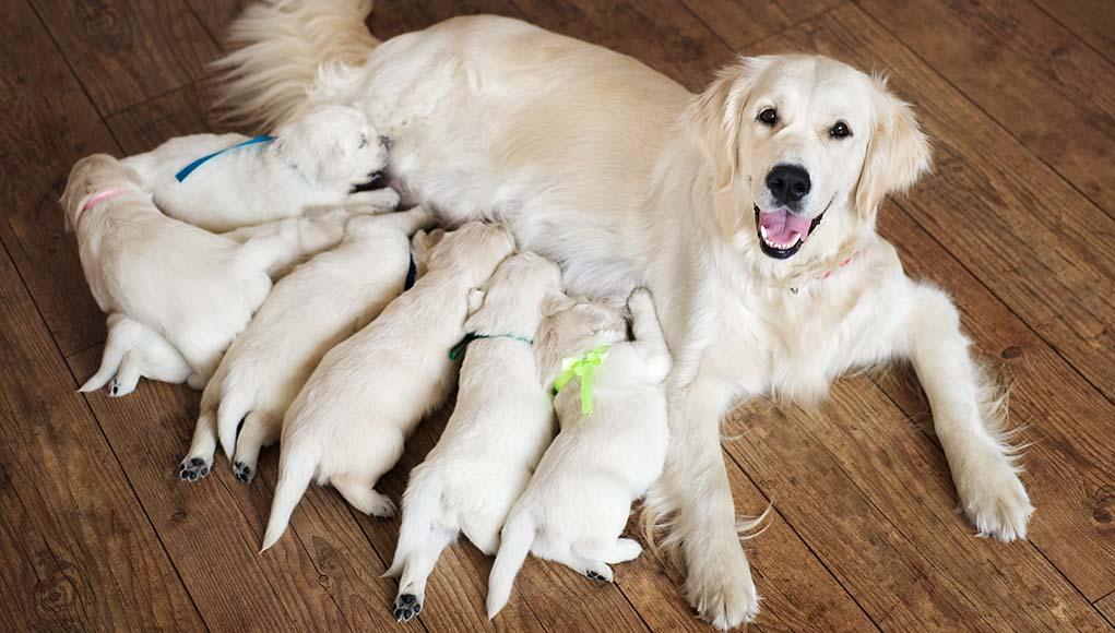 How-to-Start-a-Dog-Breeding-Business-The-Guide