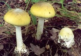 5dfb72c5-9cb9-4bfa-b14f-24631cc75cc4