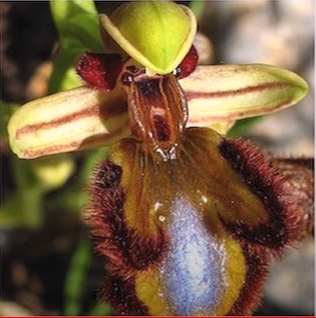 kdyby včela nebyla květinovitá