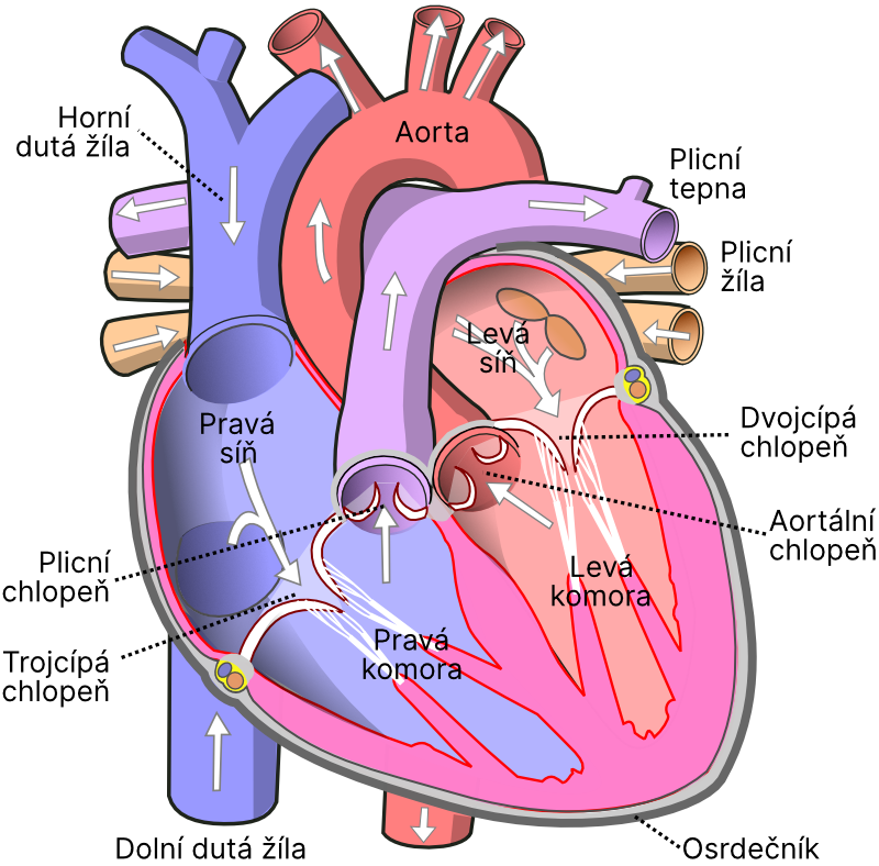 Diagram lidského srdce