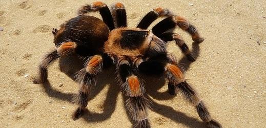 crop-1595950-tarantula-552075-1920 520x250